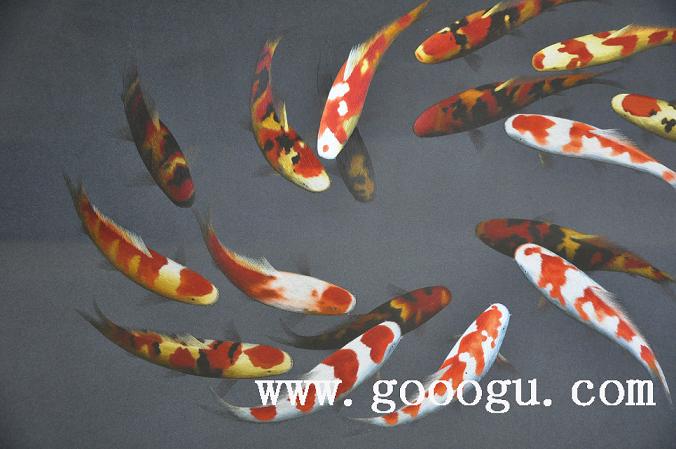 蘇繡年年有余，蘇繡精品，刺繡藝術(shù)品，蘇繡裝飾畫精品